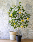 Lemon Tree