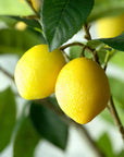 Lemon Tree